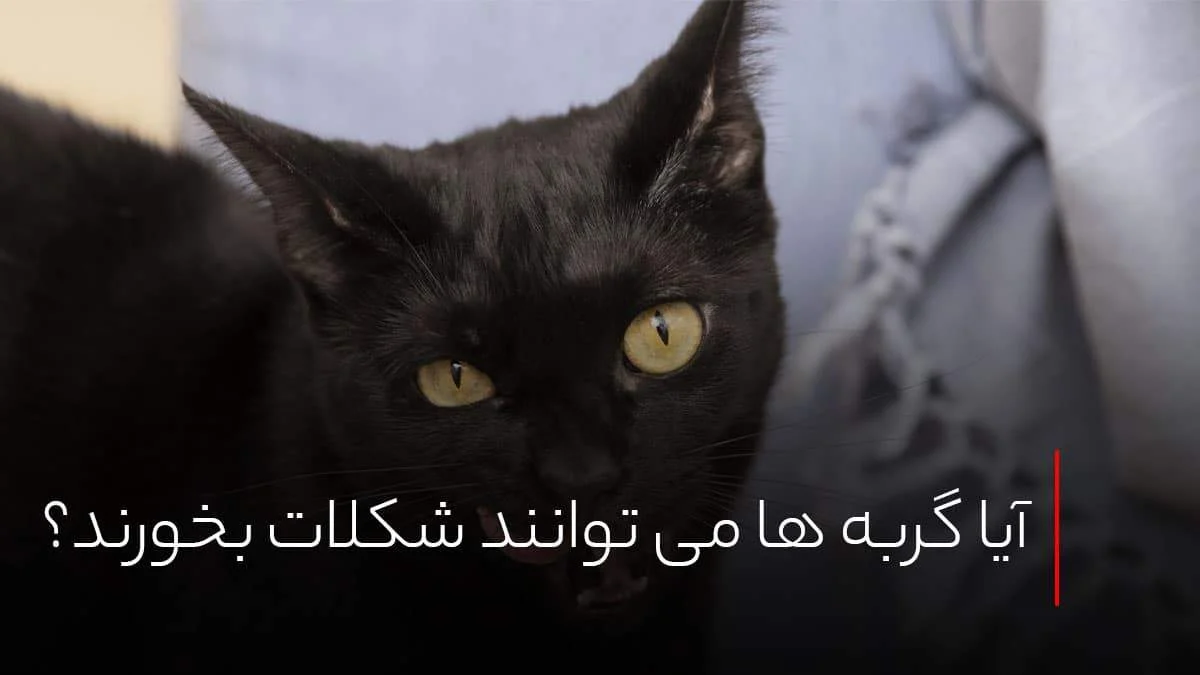 آیا گربه ها می توانند شکلات بخورند؟