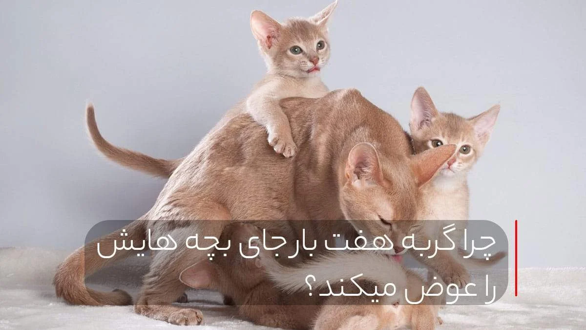 چرا گربه هفت بار جای بچه هایش را عوض میکند؟