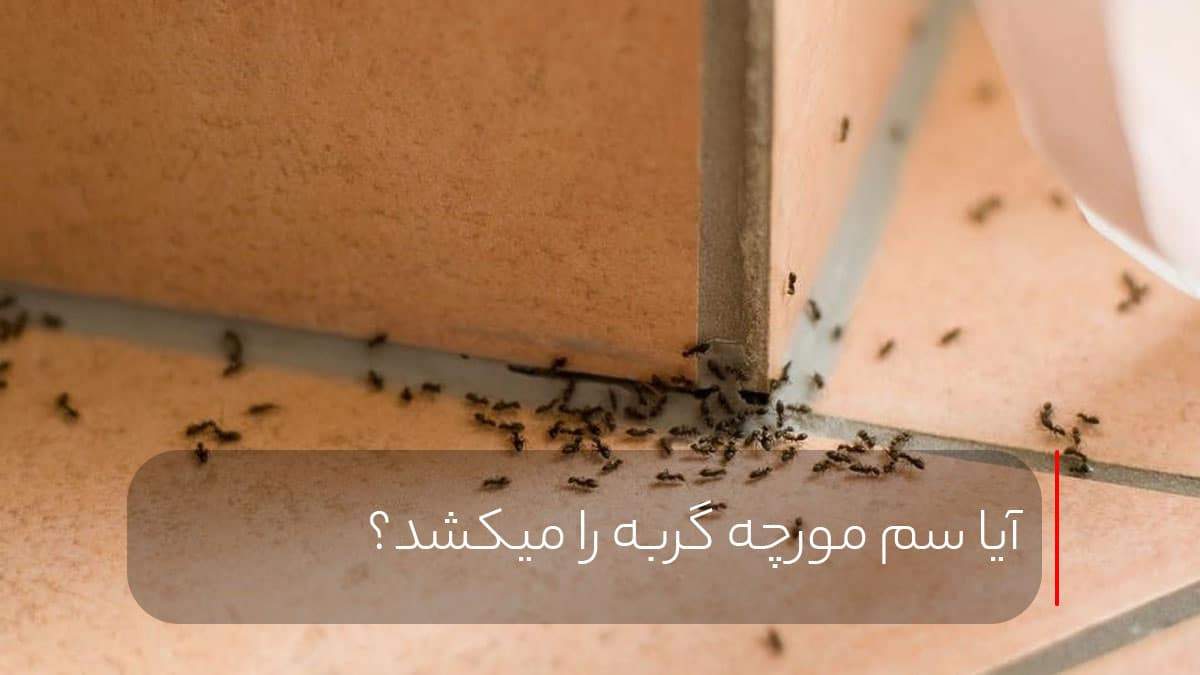 آیا سم مورچه گربه را میکشد؟