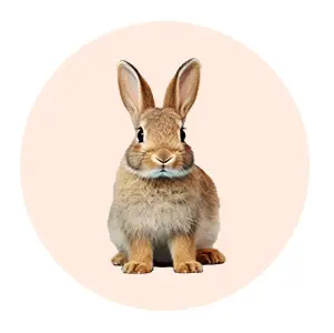 محصولات جوندگان