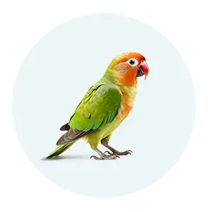 محصولات پرندگان