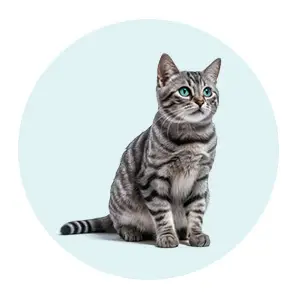 محصولات گربه